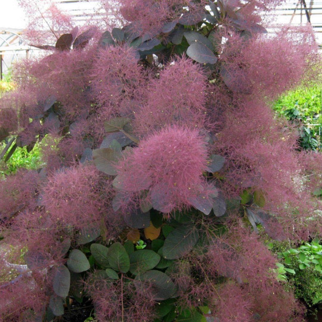 Amazon｜スモークツリー グレース 花の苗｜観葉植物 オンライン通販